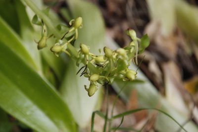 Satyrium odorum, photographed by Tony Rebelo