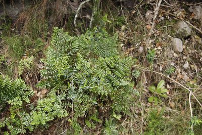 Choristosoria pteroides, photographed by Tony Rebelo
