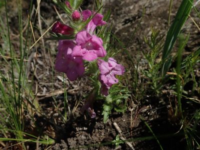 Graderia scabra, photographed by Peter Warren