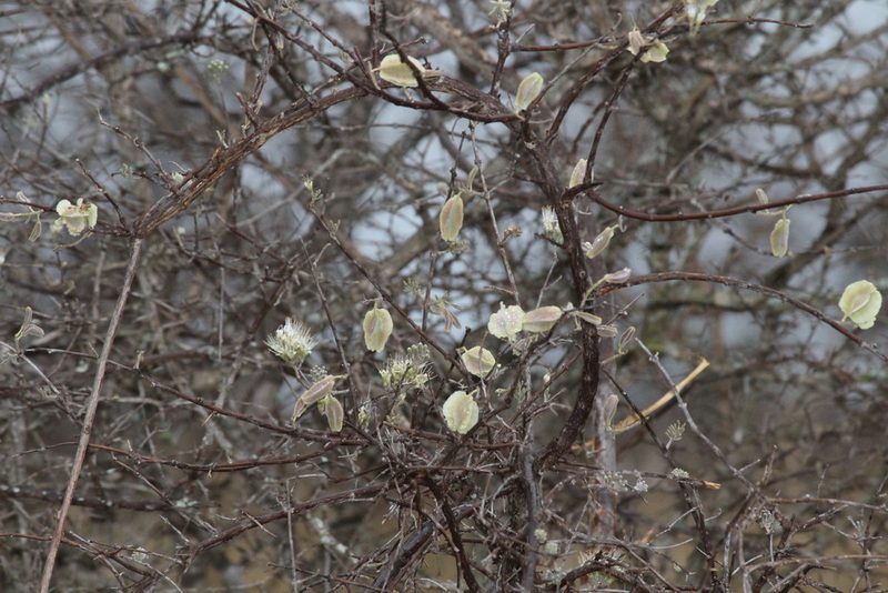 Combretum mossambicense, photographed by Noeleen du Toit