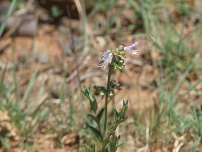 Ocimum obovatum, photographed by Innes Buchner