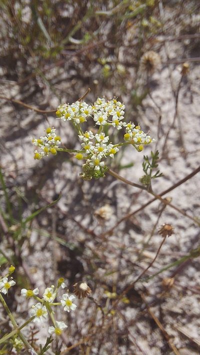 Dasispermum hispidum, photographed by Jacques van der Merwe