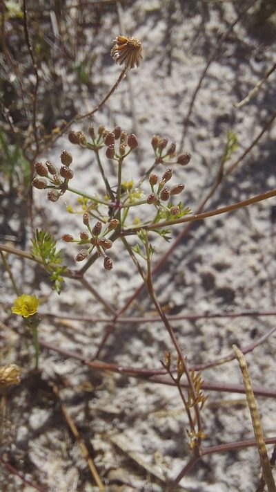 Dasispermum hispidum, photographed by Jacques van der Merwe