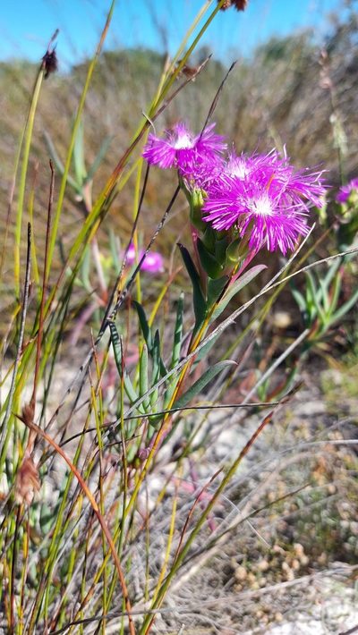 Ruschia tecta, photographed by Jacques van der Merwe