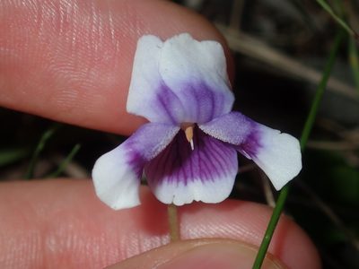 Viola banksii, photographed by Thomas Mesaglio