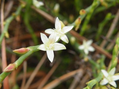Oxygonum dregeanum, photographed by Antoinette Eyssell Knox