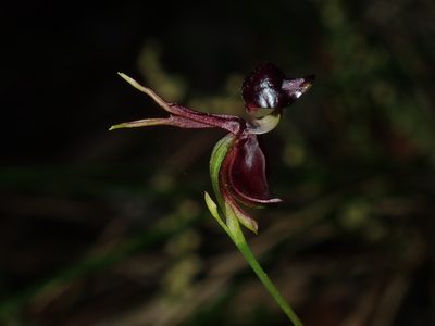 Caleana major, photographed by Thomas Mesaglio