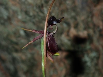 Caleana major, photographed by Thomas Mesaglio