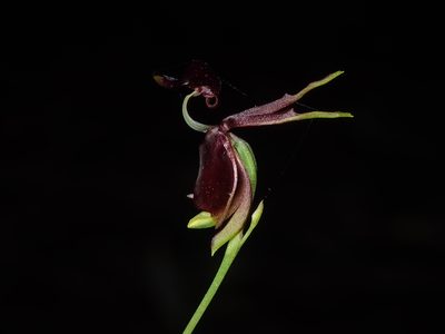 Caleana major, photographed by Thomas Mesaglio
