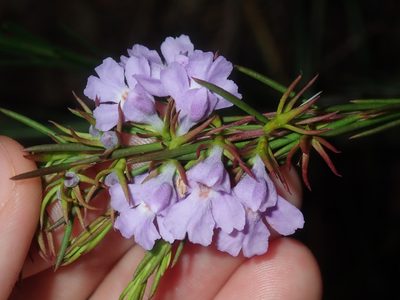 Hemigenia purpurea, photographed by Thomas Mesaglio