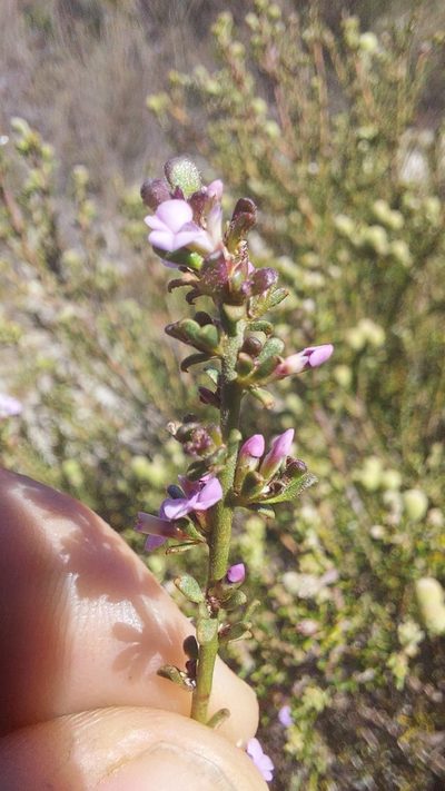 Muraltia dumosa, photographed by Jacques van der Merwe