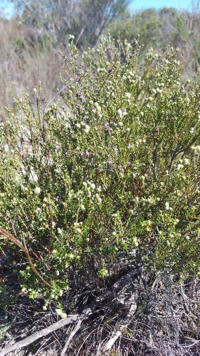 Muraltia dumosa, photographed by Jacques van der Merwe