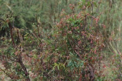 Diospyros mespiliformis, photographed by Noeleen du Toit