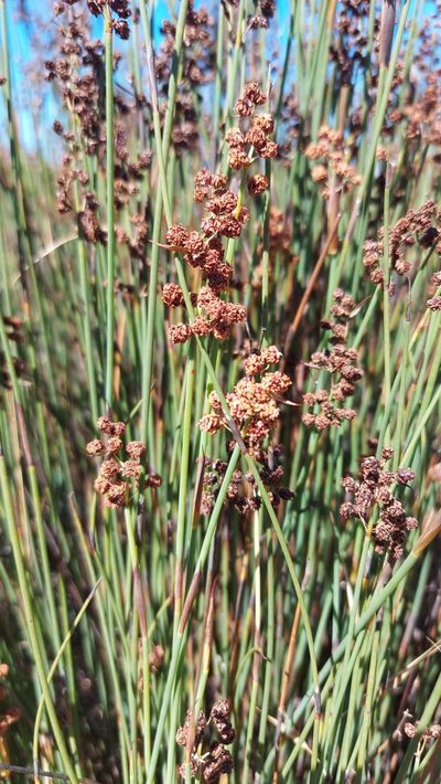 Cannomois arenicola, photographed by Jacques van der Merwe