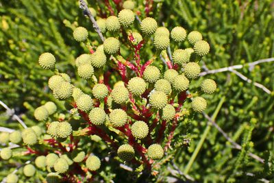 Berzelia intermedia, photographed by Di Turner