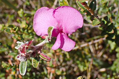 Podalyria burchellii, photographed by Di Turner