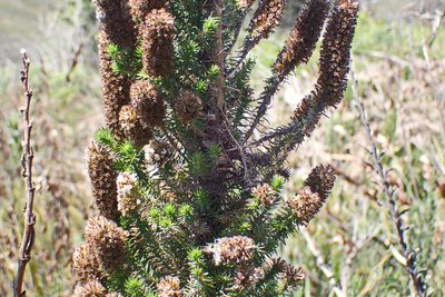 Stoebe alopecuroides, photographed by Di Turner