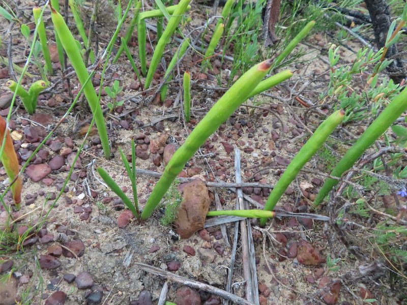 Micranthus tubulosus, photographed by linkie