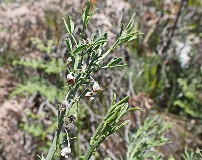 Psoralea axillaris, photographed by Di Turner
