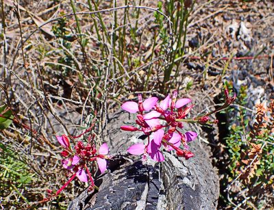 Polygala triquetra, photographed by Di Turner