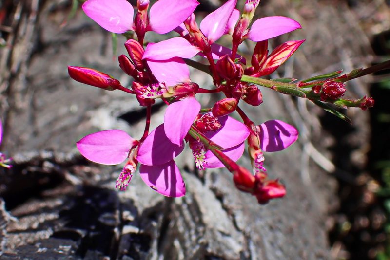 Polygala triquetra, photographed by Di Turner