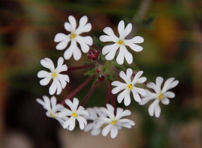 Zaluzianskya capensis, photographed by Tony Rebelo