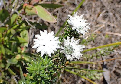 Phylica curvifolia, photographed by Di Turner