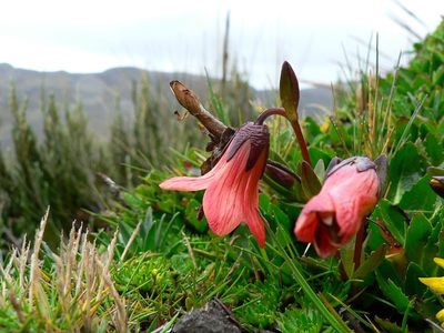 Gentianella cernua, photographed by Fabien Anthelme