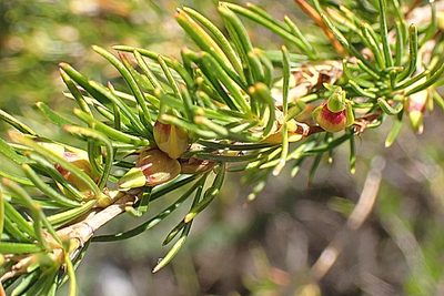 Cliffortia burchellii, photographed by Di Turner