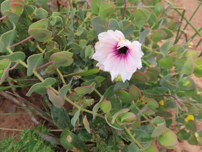 Monsonia speciosa, photographed by linkie