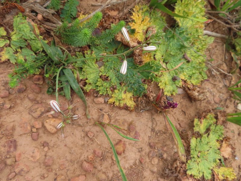 Wurmbea recurva, photographed by linkie