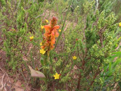 Satyrium coriifolium, photographed by linkie