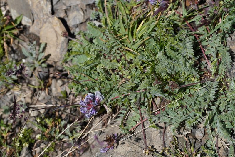 Oxytropis helvetica, photographed by Julia Moning