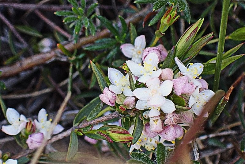 Lachnaea burchellii, photographed by Di Turner