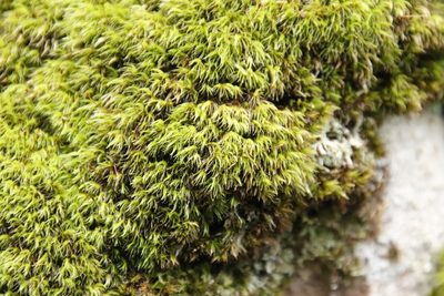 Leucoloma sprengelianum, photographed by Tony Rebelo
