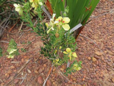 Roepera flexuosa, photographed by linkie