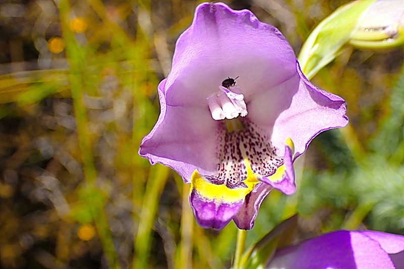 Gladiolus rogersii, photographed by Di Turner