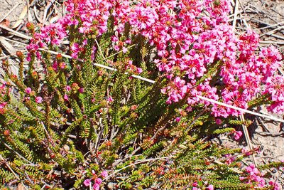 Erica seriphiifolia, photographed by Di Turner