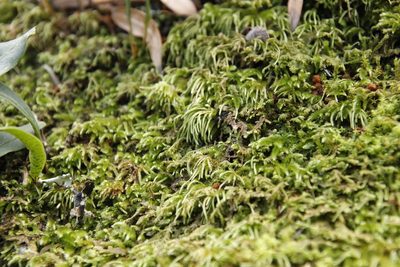 Nogopterium gracile, photographed by Tony Rebelo