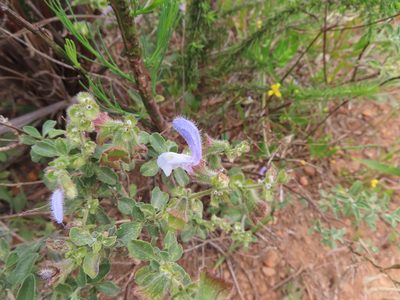 Salvia africana, photographed by linkie