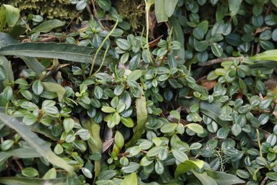 Peperomia retusa, photographed by Tony Rebelo