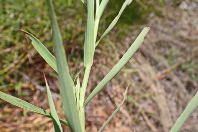 Cliffortia graminea, photographed by Di Turner