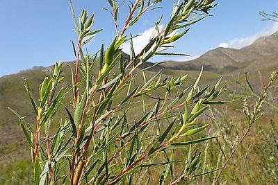 Empleurum unicapsulare, photographed by Di Turner