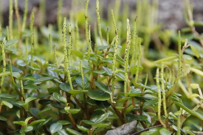 Peperomia retusa, photographed by Tony Rebelo