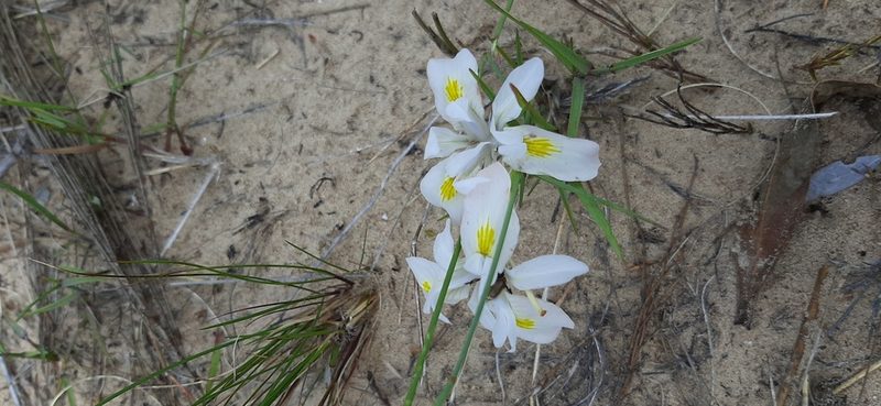 Moraea macrocarpa, photographed by Eugene Hahndiek