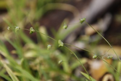 Melasphaerula graminea, photographed by Tony Rebelo