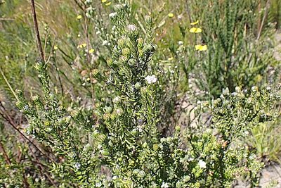 Phylica purpurea, photographed by Di Turner