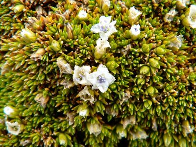 Arenaria dicranoides, photographed by Fabien Anthelme