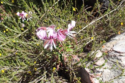 Pelargonium cordifolium, photographed by Di Turner