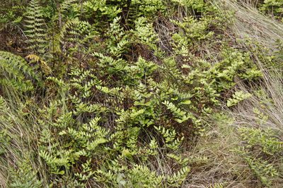 Choristosoria pteroides, photographed by Tony Rebelo